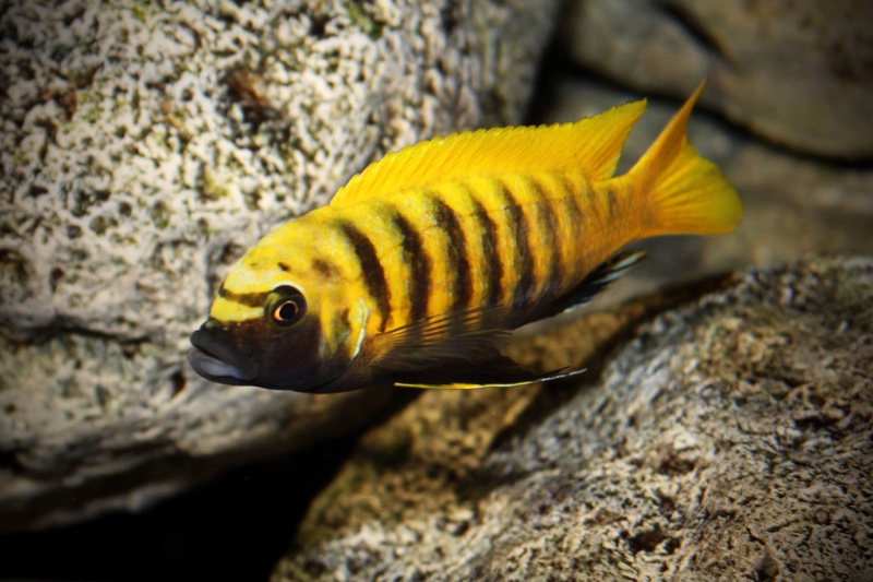 Maylandia sp. 'zebra gold' Kawanga